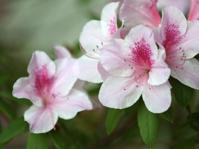 Royal azalea