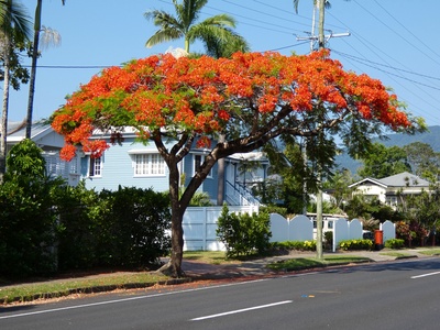 Royal poinciana (Flamboyant)