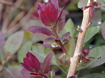 Royal Purple Smoke Bush