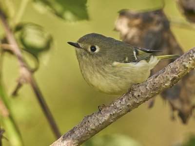 Ruby-crowned Kinglet