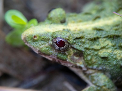 Ruby-eyed Tree Frog
