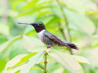 Ruby-throated Hummingbird