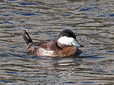 Ruddy Duck