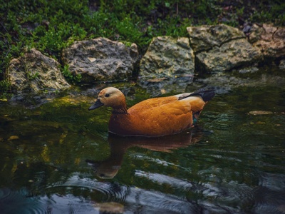 Ruddy Shelduck