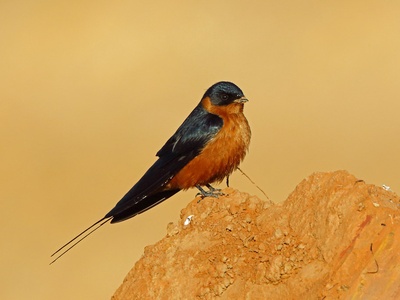 Rufous-chested Swallow