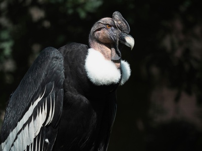 Rufous-necked Hornbill