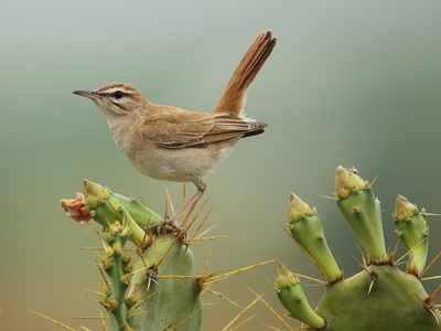 Rufous-tailed Scrub Robin