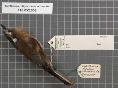 Rufous‑breasted Chat‑Tyrant