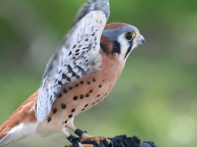 Rufous‑tailed Hawk