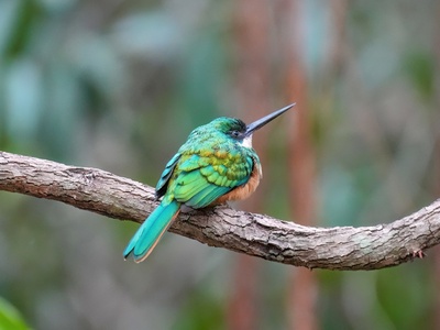 Rufous‑tailed Jacamar