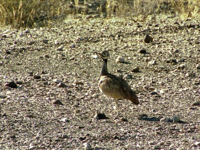 Rüppell's Korhaan