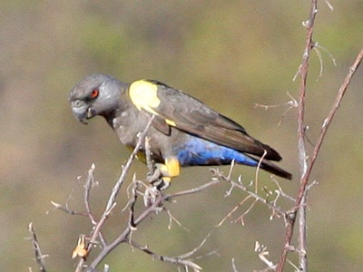 Rüppell's Parrot