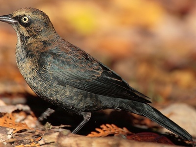 Rusty Blackbird