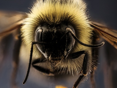 Rusty Patched Bumble Bee