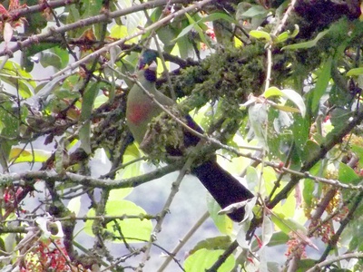 Ruwenzori Turaco