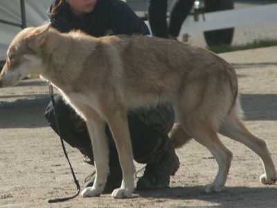 Saarloos Wolfdog