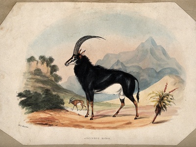 Sable antelope