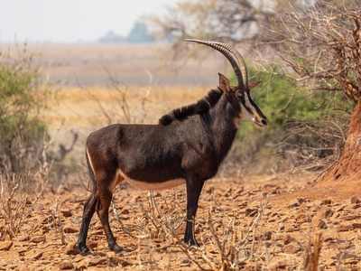 Sable Antelope
