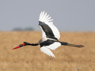 Saddle-billed stork