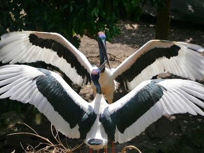 Saddle-billed Stork