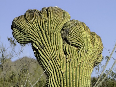 Saguaro Cactus