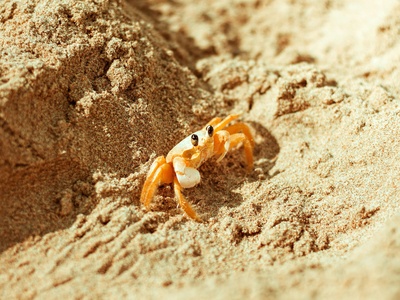 Saharan sand scorpion (local species)