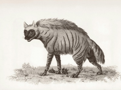 Saharan striped hyena? (duplicate excluded)