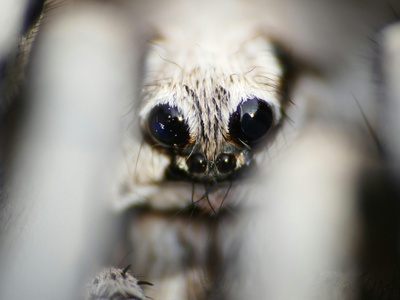 Saharan wolf spider