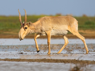 Saiga antelope