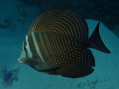 Sailfin tang