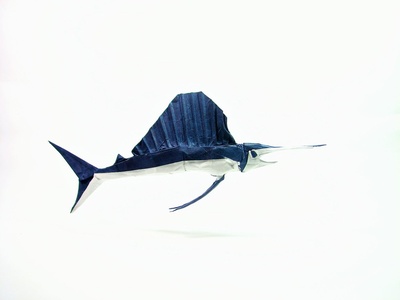Sailfish