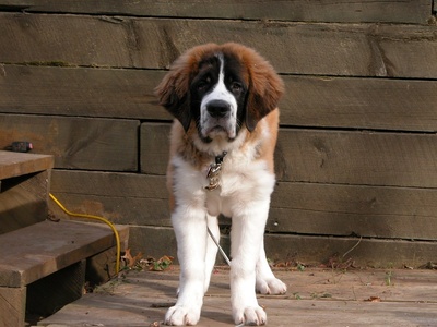 Saint Bernard