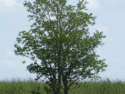 Salgueiro-type tree