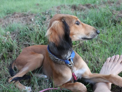 Saluki