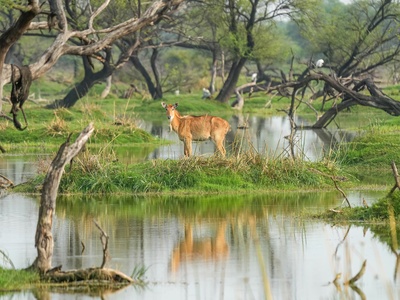 Sambar deer