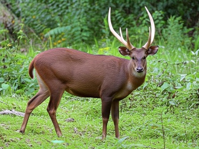 Sambar (duplicate avoided)