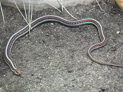 San Francisco Garter Snake
