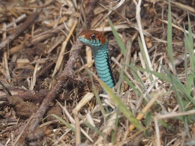 San Francisco Garter Snake