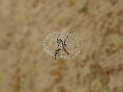Sand-dwelling jumping spider