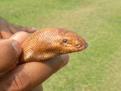 Sand Boa