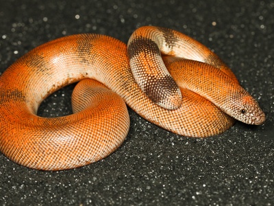 Sand boa