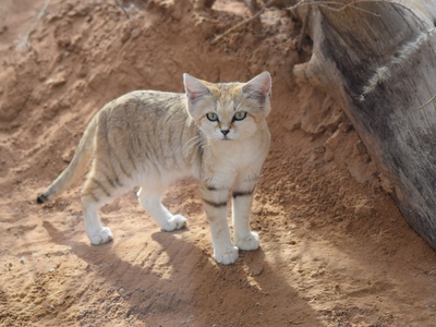 Sand Cat