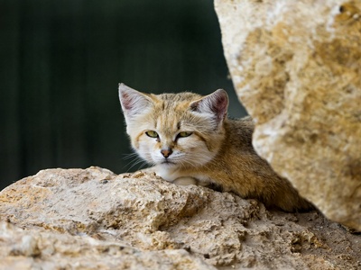 Sand Cat