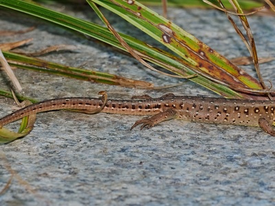 Sand lizard