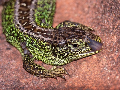 Sand Lizard