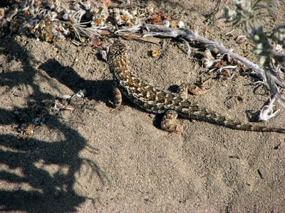 Sand Lizard