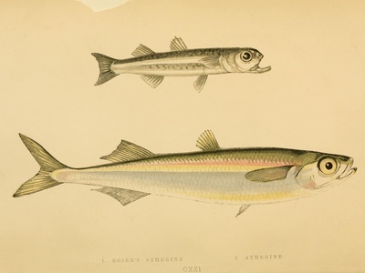 Sand smelt