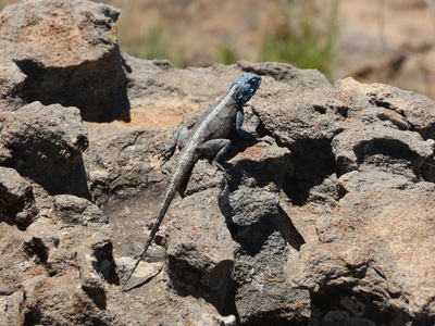 Sandstone Agama