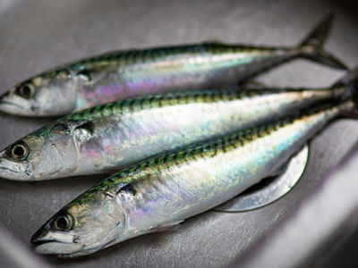 Sardine