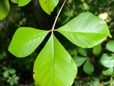 Sassafras